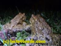 /home//u458753944/public_html/sourcegallery//////////////////////Roxborough Toad Detour/2013-2019/2014/2014-04-22/P1160011.JPG